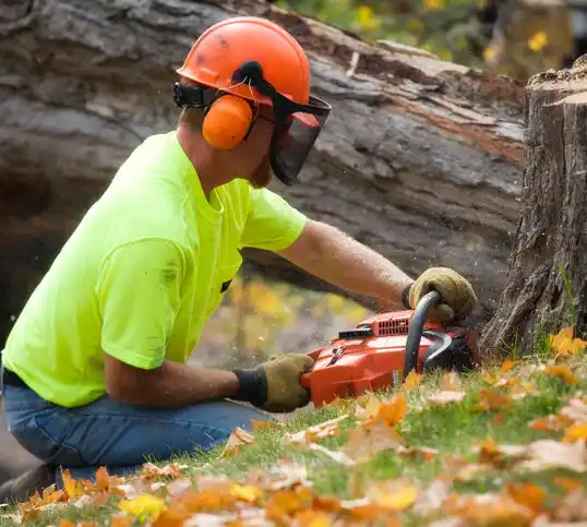 tree services Williston